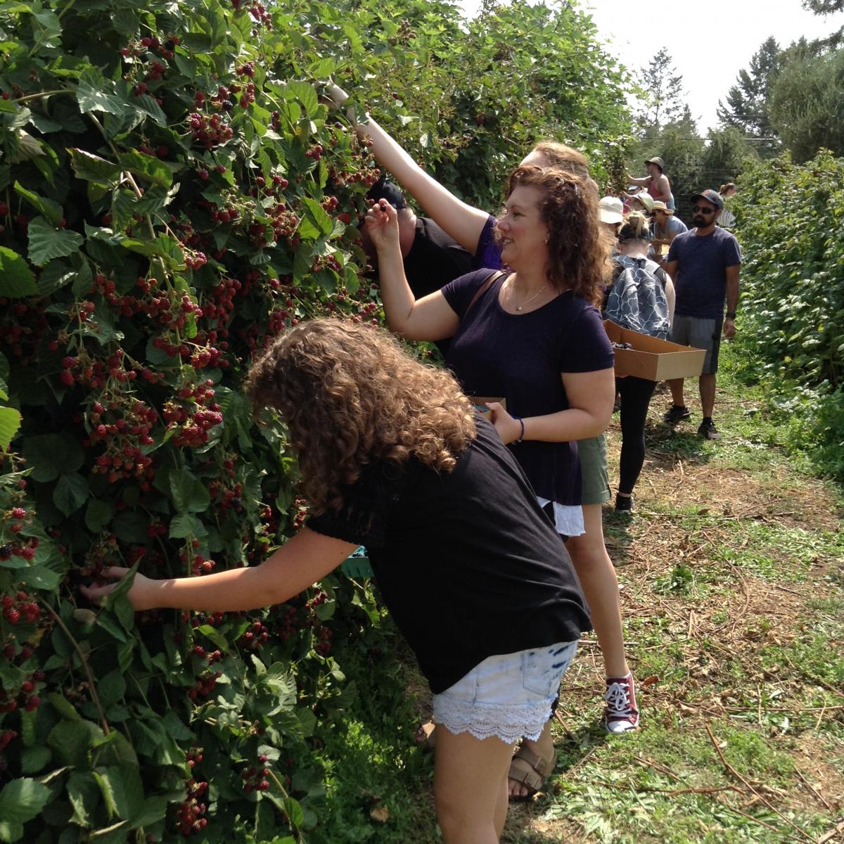 Members of the community harvesting blackberries at a Pick and Sip event 