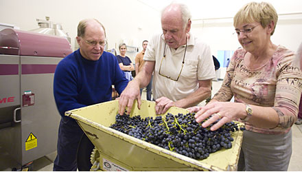 Sorting through grapes