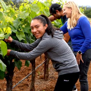 students harvesting wine grapes