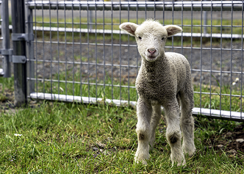 Shone Farm Lamb
