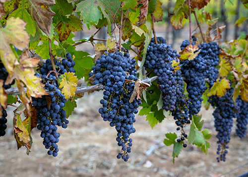 Shone Farm Grapes