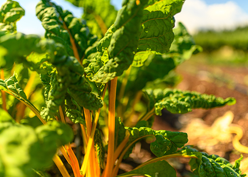 Shone Farm Vegetables