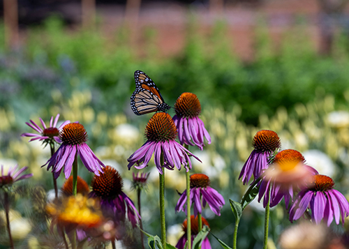 The Garden