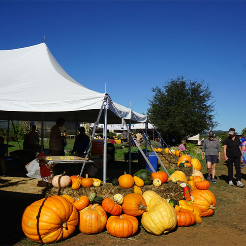 Shone Farm Fall Festival Pumpkins