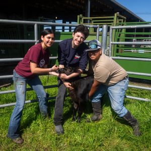 three students holding and vacinating a calf