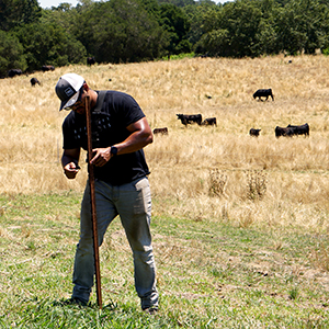Student working on fence in cattle pasture