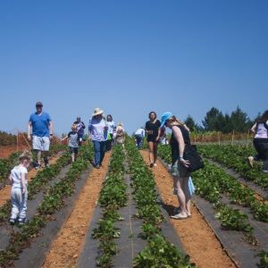 people in strawberry patch at Shone Farm